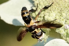 Trichopoda plumipes