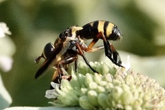 Trichopoda plumipes