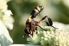 Trichopoda plumipes