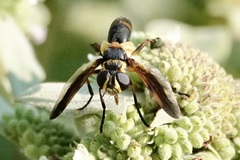 Trichopoda plumipes