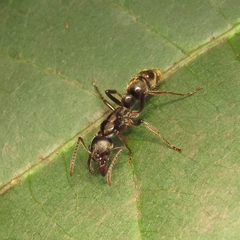Neoponera crenata
