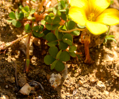 Oxalis perdicaria