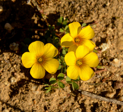 Oxalis perdicaria