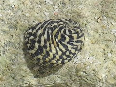 Nerita tessellata