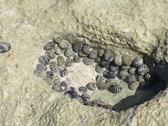 Nerita tessellata