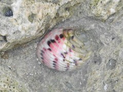 Nerita versicolor