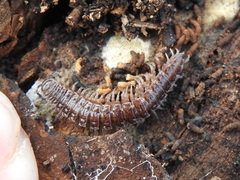 Pseudopolydesmus pinetorum
