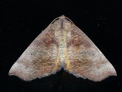Mnesampela privata