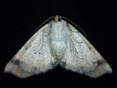 Mnesampela privata