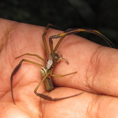 Trichonephila clavipes