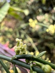 Orthosia stenophylla