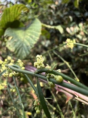 Orthosia stenophylla