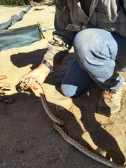 Pituophis vertebralis