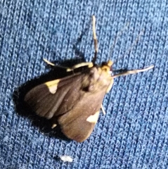 Ulopeza conigeralis