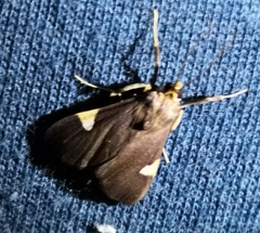 Ulopeza conigeralis
