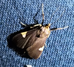 Ulopeza conigeralis