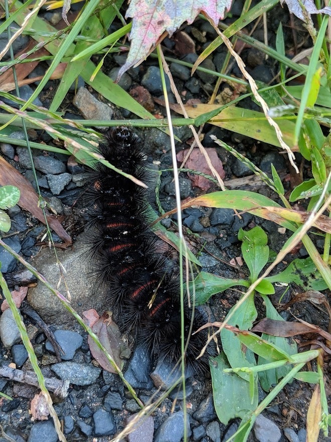 Giant Leopard Moth