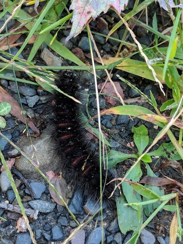Giant Leopard Moth