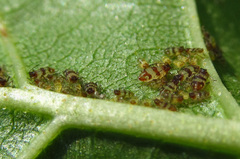 Callipterinella tuberculata