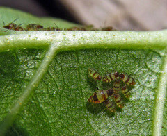 Callipterinella tuberculata
