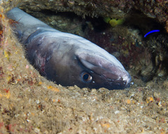 Conger marginatus