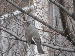 Hypsipetes amaurotis