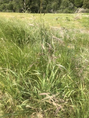 Bromus pseudolaevipes