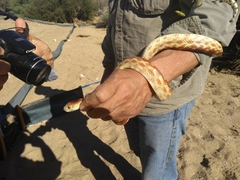 Pituophis vertebralis