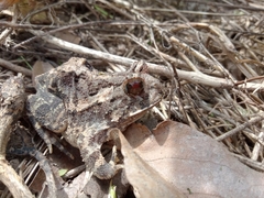 Proceratophrys cristiceps