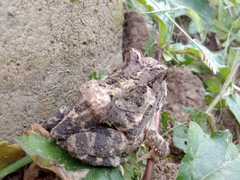 Proceratophrys cristiceps