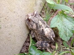 Proceratophrys cristiceps