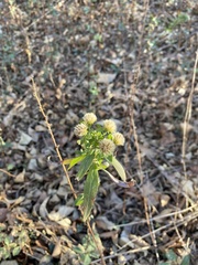 Symphyotrichum praealtum