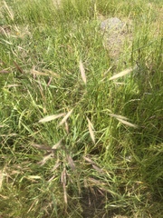 Bromus pseudolaevipes