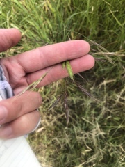 Bromus pseudolaevipes
