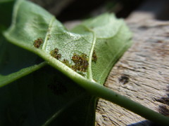 Callipterinella tuberculata