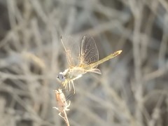 Sympetrum fonscolombii