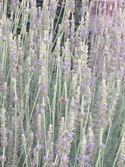 Apis mellifera