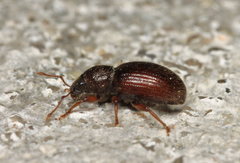 Barypeithes pellucidus