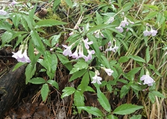 Cardamine altaica