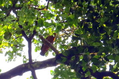 Perissocephalus tricolor