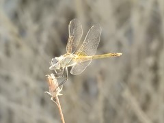 Sympetrum fonscolombii