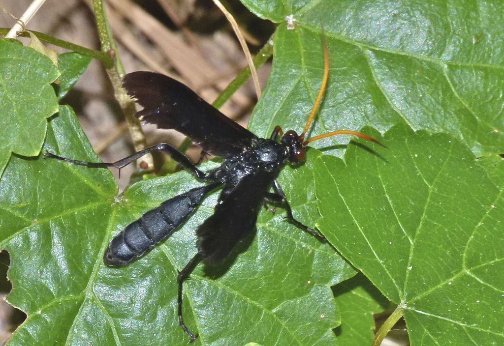Bent-shielded Besieger Wasp