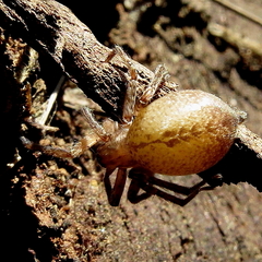 Anyphaena alboirrorata