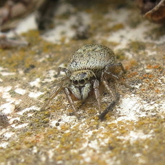 Heliophanus agricola