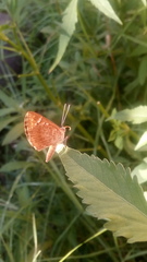 Aricoris indistincta