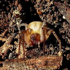 Anyphaena alboirrorata