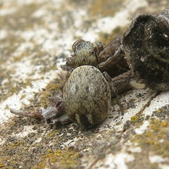 Heliophanus agricola