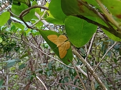 Astraeodes areuta