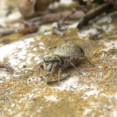 Heliophanus agricola