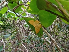 Astraeodes areuta